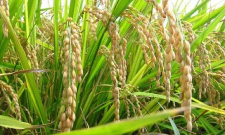 ಬೆಂಬಲ ಬೆಲೆಯಡಿ ಭತ್ತ ಖರೀದಿಗೆ ಡಿ. 15 ನೋಂದಣಿ ಆರಂಭ