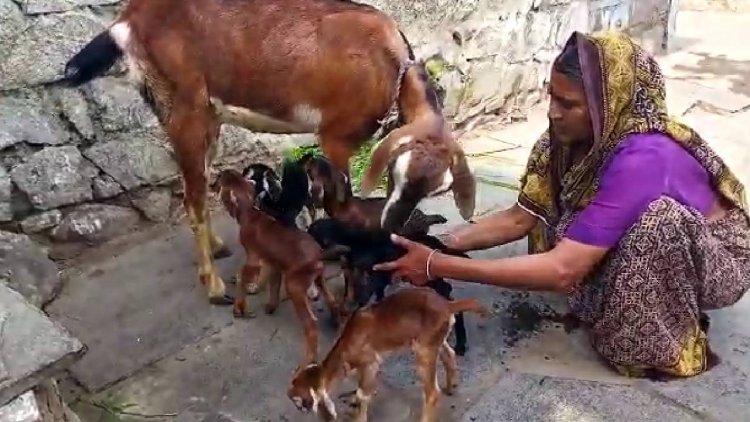 ಐದು ಗಂಡು ಮರಿಗಳಿಗೆ ಜನ್ಮವಿಟ್ಟ ಮೇಕೆ. .