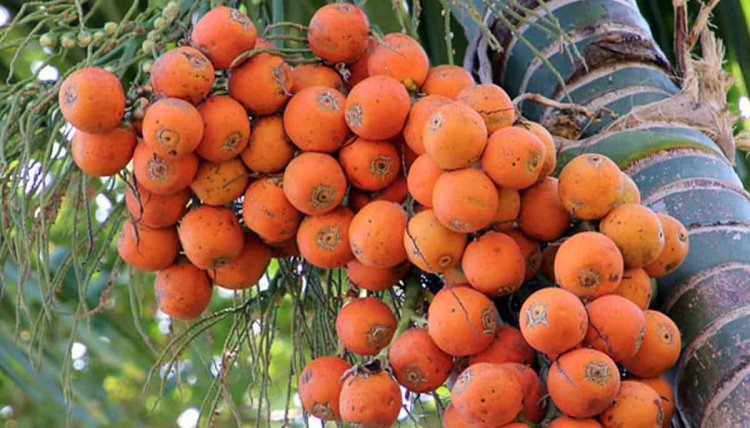 ಸಂಕ್ರಾತಿ ಬಳಿಕ ಚೇತರಿಕೆಯಾಗಲಿದೆ ಅಡಿಕೆ ಮಾರುಕಟ್ಟೆ
