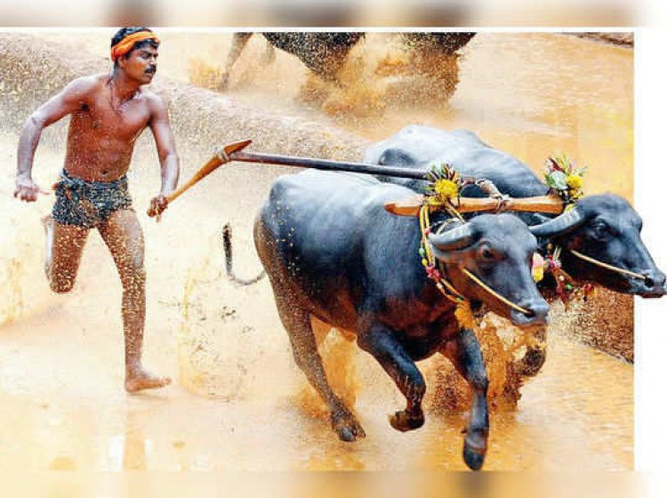 ಕಂಬಳ ಕೂಟಕ್ಕೆ ನಿಷೇಧದ ಭೀತಿ