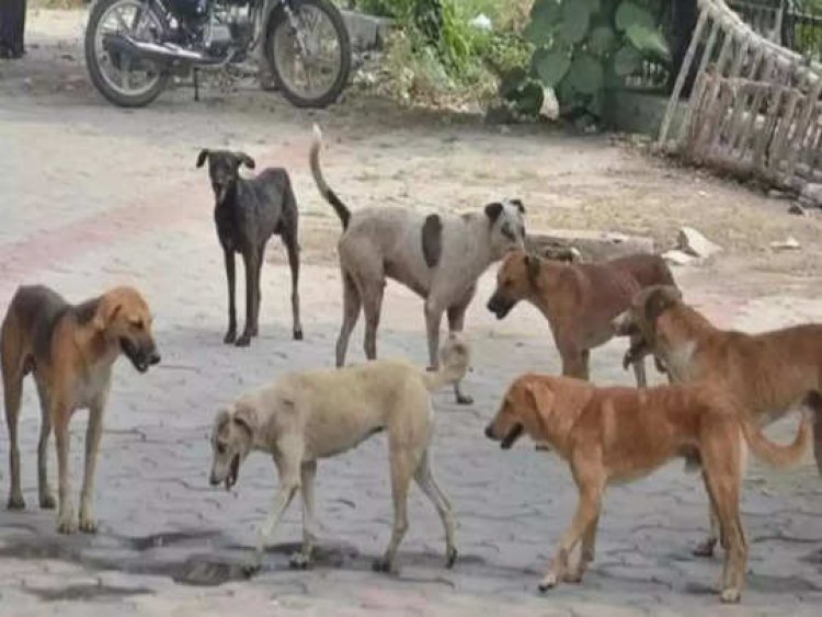 ತುಮಕೂರಿನಲ್ಲಿ ಘೋರ ದುರಂತ; ಹುಚ್ಚುನಾಯಿ ಕಡಿತಕ್ಕೆ 17 ವಿದ್ಯಾರ್ಥಿಗಳಿಗೆ ಗಾಯ, ಇಬ್ಬರ ಸ್ಥಿತಿ ಗಂಭೀರ