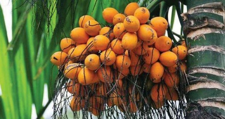 ಅಡಕೆ ಬೆಳೆಗೆ ಇನ್ನು ಮುಂದೆ ಭವಿಷ್ಯವಿಲ್ಲ!
