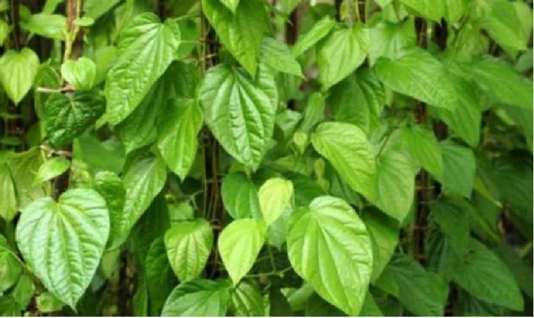 ವೀಳ್ಯದೆಲೆಯಲ್ಲಿದೆ ಆರೋಗ್ಯದಾಯಕ ಗುಣಗಳು