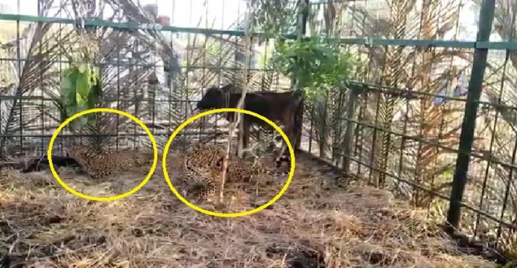 ಬೋನಿಗೆ ಬಿದ್ದ ಬೇಸರ; ಟಿ.ನರಸೀಪುರದಲ್ಲಿ ಕರುವನ್ನು ತಿನ್ನದೇ ಕೂತ ಜೋಡಿ ಚಿರತೆ!