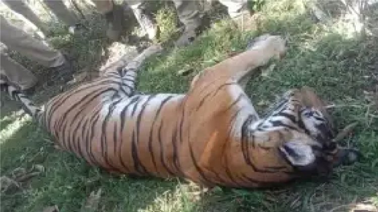 ಆಪರೇಷನ್ ಟೈಗರ್ ಸಕ್ಸಸ್; ಕೊಡಗಿನಲ್ಲಿ ಇಬ್ಬರನ್ನು ಬಲಿ ಪಡೆದ ನರಹಂತಕ ಹುಲಿ ಕೊನೆಗೂ ಸೆರೆ