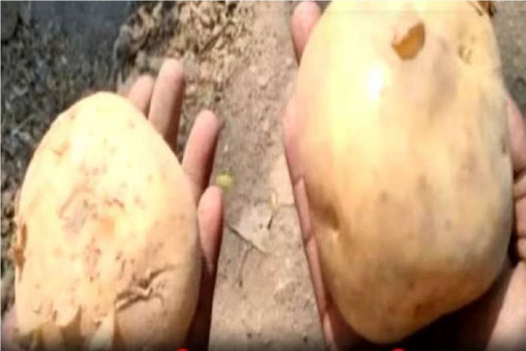 ಮಾರುಕಟ್ಟೆಗೆ ಕಾಲಿಟ್ಟಿದೆ ನಕಲಿ ಆಲೂಗಡ್ಡೆ ನೀವು ತರುತ್ತಿರುವ ಆಲೂಗಡ್ದೆಯನ್ನೊಮ್ಮೆ ಚೆಕ್ ಮಾಡಿಕೊಳ್ಳಿ