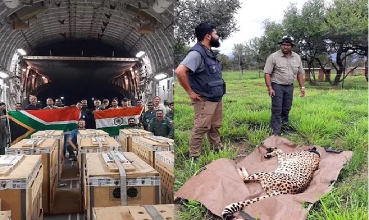 ದಕ್ಷಿಣ ಆಫ್ರಿಕಾದಿಂದ ಭಾರತಕ್ಕೆ ಬಂದ 12 ಚೀತಾಗಳು: ಕುನೋ ರಾಷ್ಟ್ರೀಯ ಉದ್ಯಾನವನದಲ್ಲಿ ಕ್ವಾರಂಟೈನ್