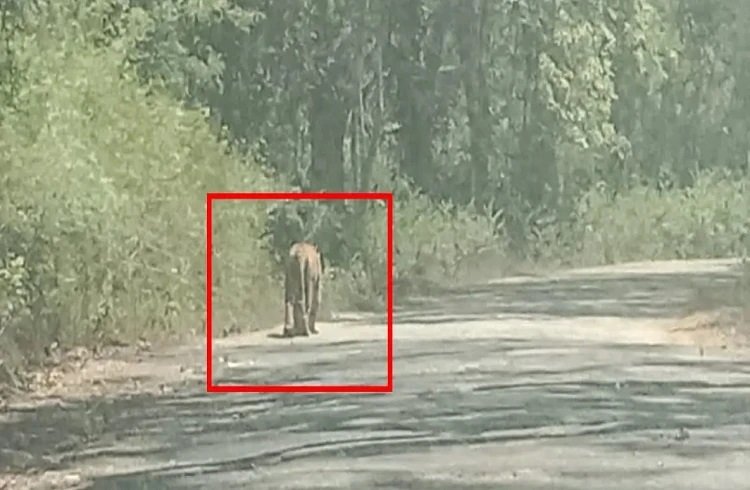 ಕೊಡಗಿನ ಕಾನೂರಿನಲ್ಲಿ ಹುಲಿ ಪ್ರತ್ಯಕ್ಷ: ಗ್ರಾಮಸ್ಥರಲ್ಲಿ ಹೆಚ್ಚಿದ ಆತಂಕ