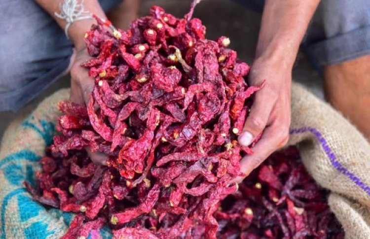 ಬ್ಯಾಡಗಿ ಮೆಣಸಿನಕಾಯಿ: ದಾಖಲೆ ಪ್ರಮಾಣದಲ್ಲಿ ಆವಕ